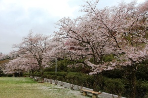 Sakura 8