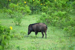 Yala wild boar
